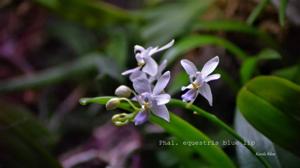 Phalaenopsis equestris