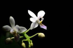 Phalaenopsis equestris