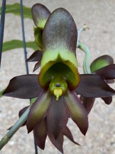 Catasetum osculatum