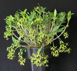 Dendrobium convolutum