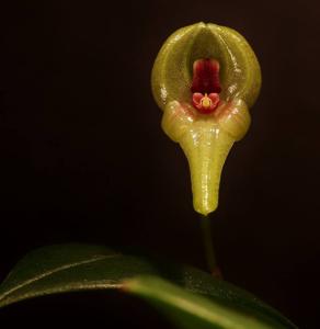 Pleurothallis scurrula