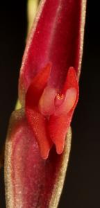 Lepanthes ionoptera