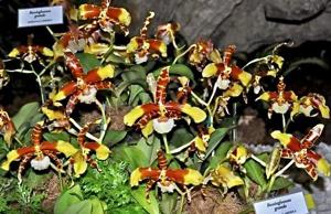 Rossioglossum grande