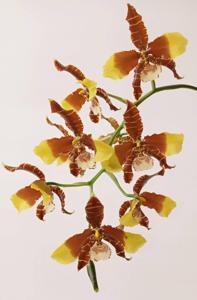 Rossioglossum grande