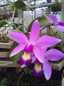 Cattleya violacea