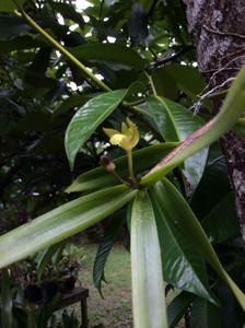 Orleanesia amazonica