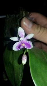 Phalaenopsis modesta