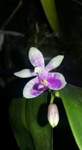 Phalaenopsis modesta