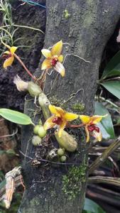 Bulbophyllum psittacoglossum