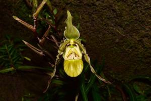 Phragmipedium pearcei