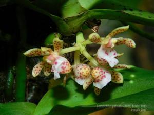 Gastrochilus patinatus