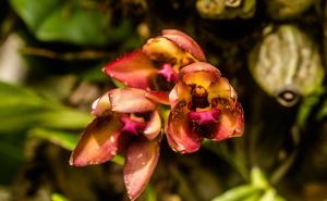 Bifrenaria atropurpurea