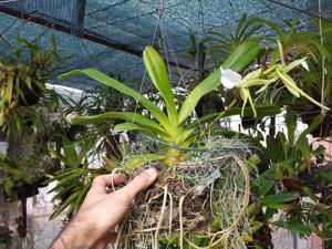 Angraecum eburneum