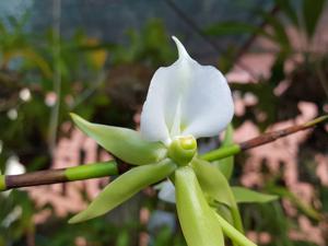 Angraecum eburneum