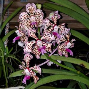 Vanda suavis