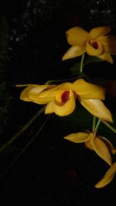 Dendrobium moschatum