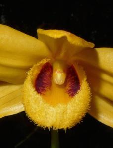 Dendrobium moschatum