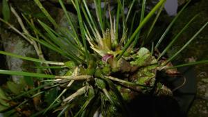 Dendrobium shearmanii