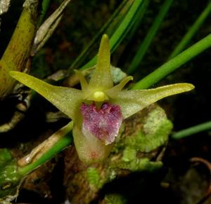 Dendrobium shearmanii