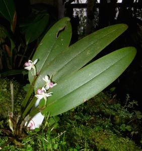 Dendrobium versteegii