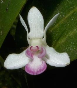 Dendrobium versteegii