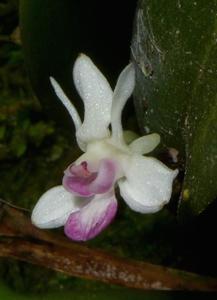 Dendrobium versteegii