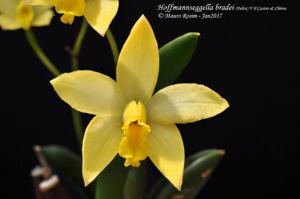 Cattleya bradei