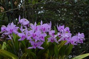 Cattleya lobata