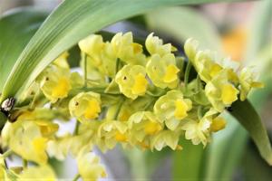 Pinalia xanthocheila