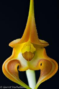 Masdevallia norops