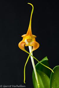 Masdevallia norops