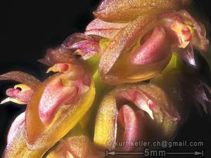 Bulbophyllum triste