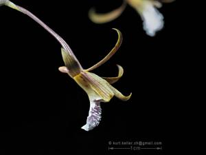 Eulophia graminea