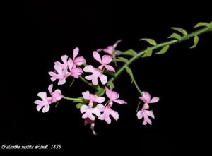 Calanthe vestita