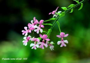 Calanthe vestita