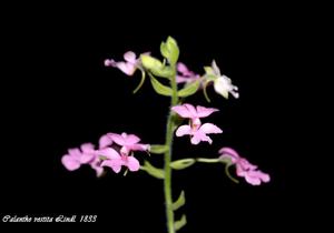 Calanthe vestita