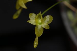 Angraecum ochraceum