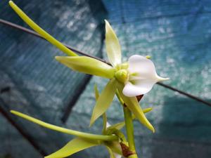 Angraecum eburneum