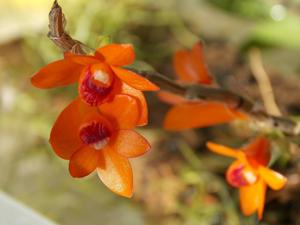 Dendrobium melinanthum