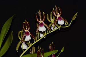 Oncidium schroederianum