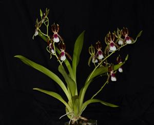 Oncidium schroederianum