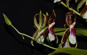 Oncidium schroederianum