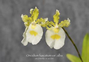 Oncidium fuscatum