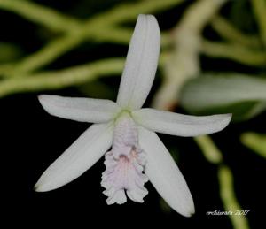 Cattleya lundii