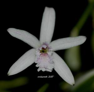 Cattleya lundii