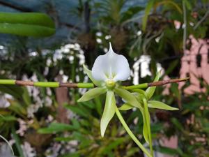 Angraecum eburneum