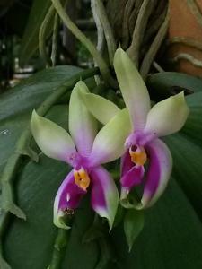 Phalaenopsis bellina