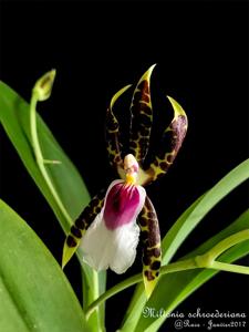 Oncidium schroederianum