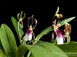 Oncidium schroederianum