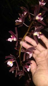 Cymbidium atropurpureum